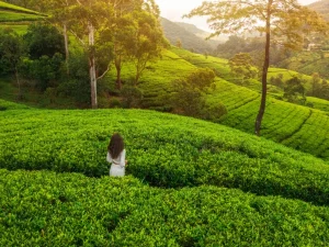 Nuwara Eliya