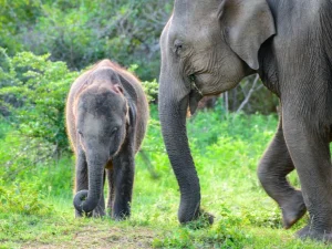 Udawalawe National Park